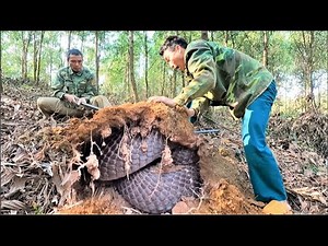 The terrifying moments of 2 hunters when confronting a giant king cobra in the acacia forest.