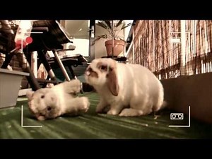 Chris Link / Nice Neighbours - Axl Rose (Official Video)