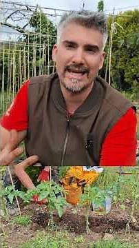 When and how to fertilize tomato plants #tomato #garden #homegarden