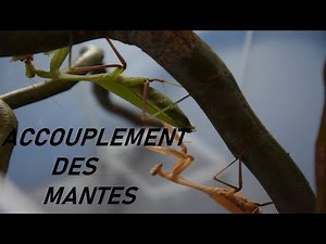 [ Vlog 10 ] On lance les accouplements