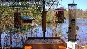 6.8K views · 492 reactions |  Who's in your backyard this Memorial...