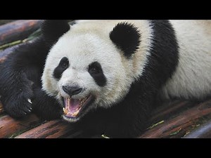 China's Deadly Pandas