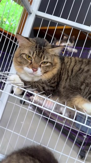 Kandang Kucing Besar yang Pintar dan Lucu