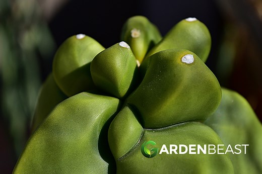 Totem Pole Cactus: How to Care for “Pachycereus Schottii f. Monstrosus”