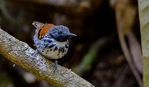 The Best of Panama: Canopy Tower and the Darién