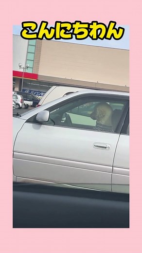 #犬 #犬のいる暮らし #buzz_animals