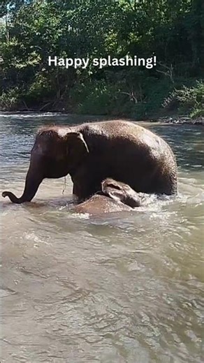 Peaceful Elephant Swimming Time – Watch These Gentle Giants Splash, Float, and Enjoy the Water 🐘💦