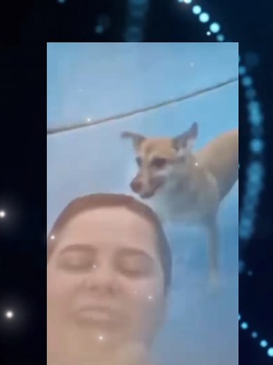 爆笑犬のウォータースライダー大冒険