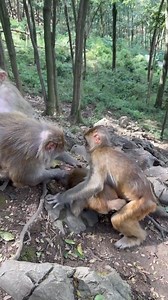 Monkey baby and mom 🤩 #baby #monkey #reels #cute #monkeys #animals | Amit Kumar Sahoo