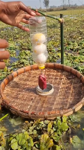 Unbelievable trap fishing video #fishing #video #trap