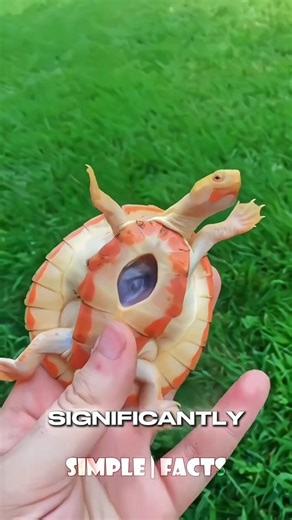 The Turtle with an "Outside" Heart ❤️🐢 #animals #shorts #turtle