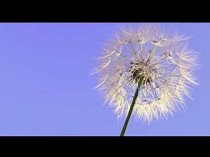 A bug’s life deleted scenes.