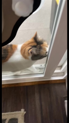 Calico Cat with Wings - Exploring the Fascinating World of Cats on TikTok