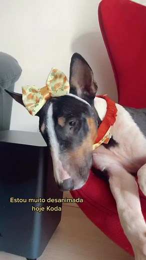 Os vídeos de Matilda e Koda (@matildaekoda) com Little Bitty Pretty One - Thurston Harris