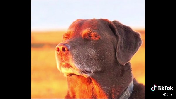 Marvel Rivals: Venom vs. Hulk