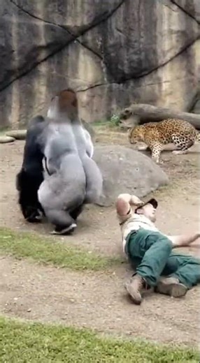 Gorilla Saves Zookeeper From Leopard!