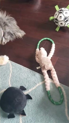 Bernedoodle-5 Things To Know About The Bernese Mountain Poodle Mix