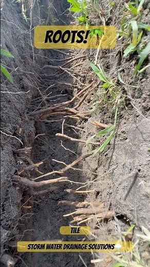 Roots & Drainage Systems - Storm Water Drainage Solutions