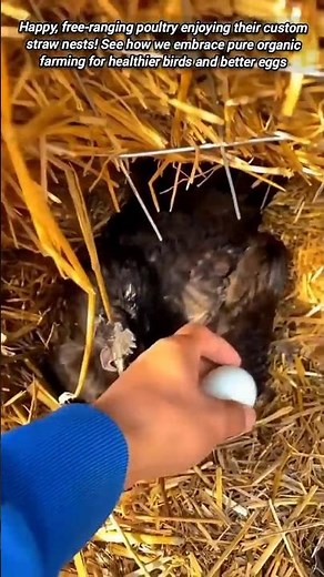 See the Best Organic Poultry Farming.