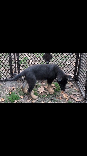 Zeus Black and tan German Shepherd puppy #puppy #germanshepherdpuppy | German Shepherd Puppies NC | Facebook