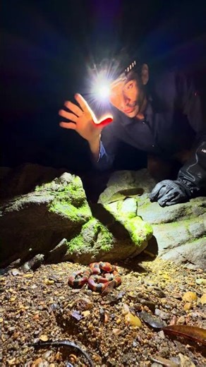 Mon premier serpent corail ☠️