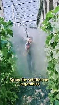 How to Remove Aphids Naturally | Simple and Effective Pest Control Tips