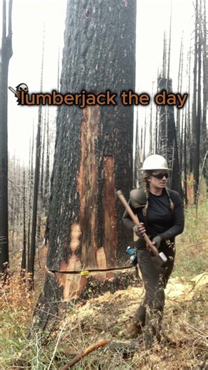 timber! watch the biggest trees fall #treefelling #forestlogging #bigtrees