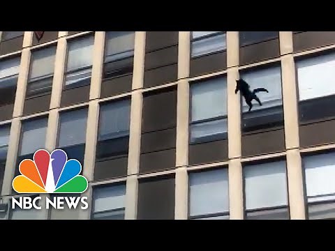 WATCH: Cat Survives Leap From Burning Building