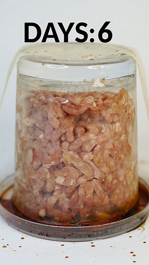 Rotting Meats in glass Timelapse 🪰😂#satisfying #decay #timelapse | Time Treats