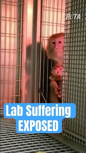 This monkey suffered painfully in a lab 💔