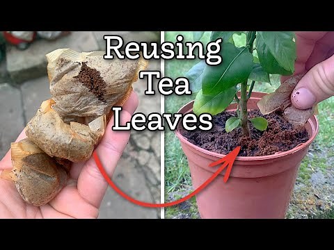 How Reusing Tea Leaves Can Help Improve Your Garden Plants