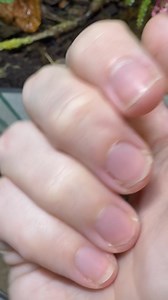 Over the past few days, her brood has emerged with their stunning emerald shells. They’ve become noticeably more adventurous, confidently venturing away from their mother for brief moments or simply hitching a ride on her back as she moves about. | J&D, Dart Frog's UK