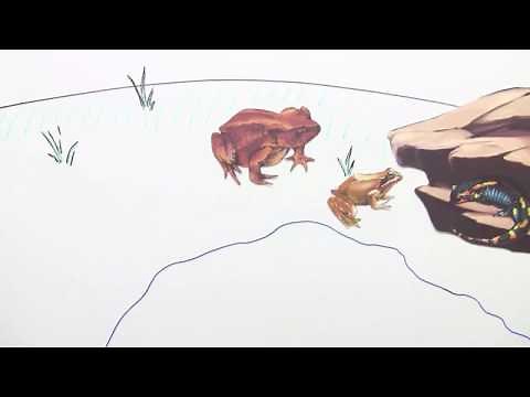 LURCHE | BAU UND LEBENSWEISE | Biologie | Biologie der Tiere (Mittelstufe)
