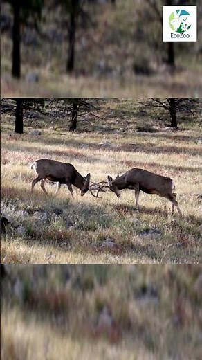 Epic Mule Deer Battle in the Wild! 🦌💥