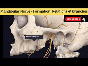 Mandibular Nerve | Formation | Course | Relations | Branches #Anatomy #mbbs #education