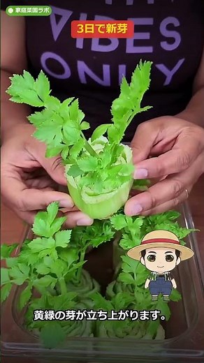 【野菜の育て方】セロリの根元、捨てないで！水に置くだけで中心から生える再生野菜