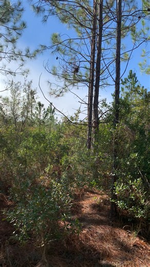 Trailin on an ol’ buck track 🦌🐕