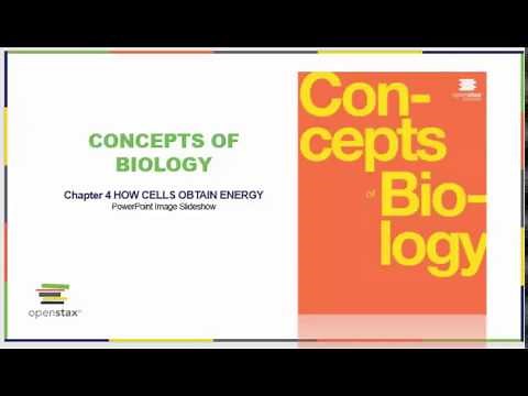 Chapter 4 Part One OpenStax Concepts of Biology