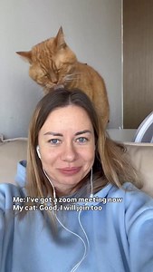 Hello, helloooo 😹 | Apollo Kitty Cat