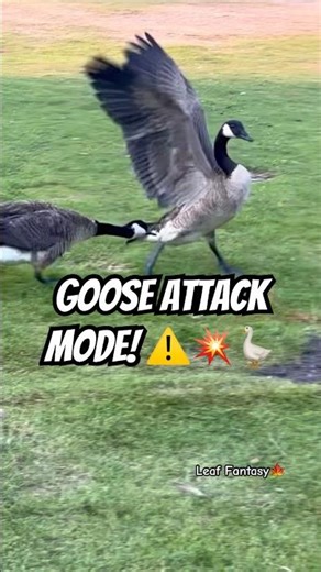 Goose Attack Mode! ⚠️💥🪿