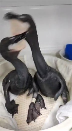 #Spring has arrived, and with it, a flurry of new patients: Double-crested Cormorant chicks and eggs! 🥚 These little ones require intensive care from our expert team and are growing fast. At the same time, we’re also responding to seabirds affected by domoic acid poisoning. Your support helps us provide expert care during both of these critical events. Stay tuned for more on their rescue story coming soon 💙 📹 Jennifer Martines | International Bird Rescue