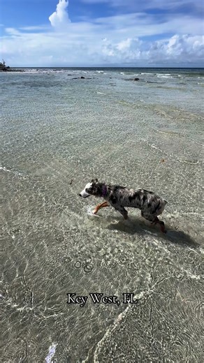 Our first mate Gemini enjoying paradise at Snipes Point sandbar off Key West, FL #keywest #thingstodoinkeywest #keywestfl #fyp #floridakeys | Life On the Rocks Charters