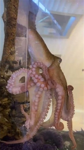 Pacific Ruby Octopus - another common octopus that lives along the West Coast 🐙 #marinebiology #fyp