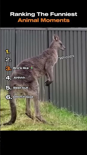 Rlanking The Funniest Animal Moments 🐂🐪🦘🦝... These clips are worth it to watch😂✨