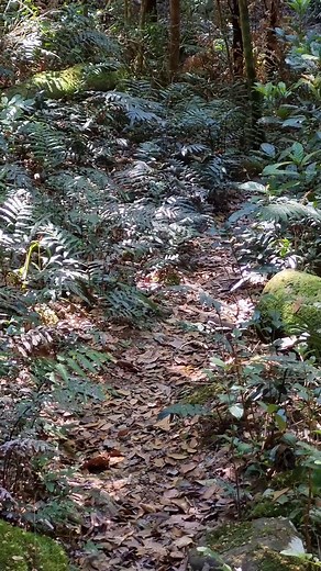 The pitter patter of potoroos! 🐾🥰 These speedy long-nosed potoroos were recently spotted by a ranger on the Brindle Creek walking track in #BorderRangesNationalPark. Spooked by the sounds of nearby walkers, the potoroos darted off the track under some Antarctic beech trees – the perfect hidey hole for little marsupials. Long-nosed potoroos are found along the eastern coast of Australia, mostly in coastal heaths and in wet sclerophyll forests. A vulnerable species, long-nosed potoroos are threa