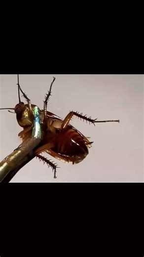 What Happens If a Cockroach Doesn't Poop?