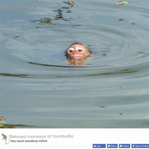 Poor abandoned monkey was bitten by other monkeys and forced to leap into the water. | Beloved Monkeys Of Cambodia