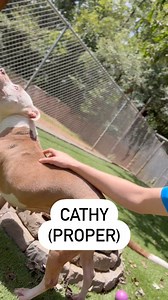 80 reactions · 84 shares | ❗️Fosters/Adopters Desperately Needed ❗️...