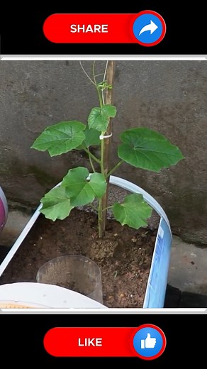 40K views · 279 reactions | Snake Gourd Vegetable  | Small Vegetable Garden | Facebook