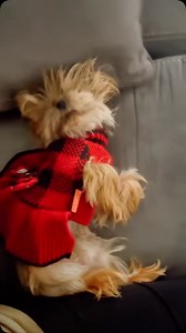 3.2K reactions · 203 shares | Please don’t pet me #dogofinsta #puppiesofintagram #reel #reels #reelinstagram #dogofinstagram #dogmom #yorkielovers #yorkieofinstagram #yorkiemom @fitwarm.com for clothing use code daisy20 for 20% off | Daisytheyorkie2020 | Facebook